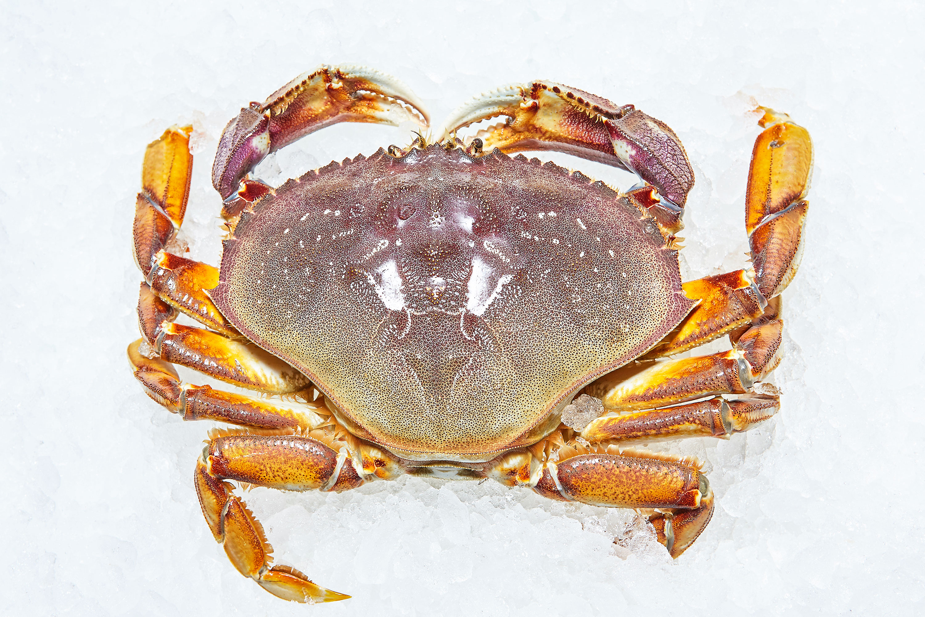 Dungeness crab – Seafood City Granville Island